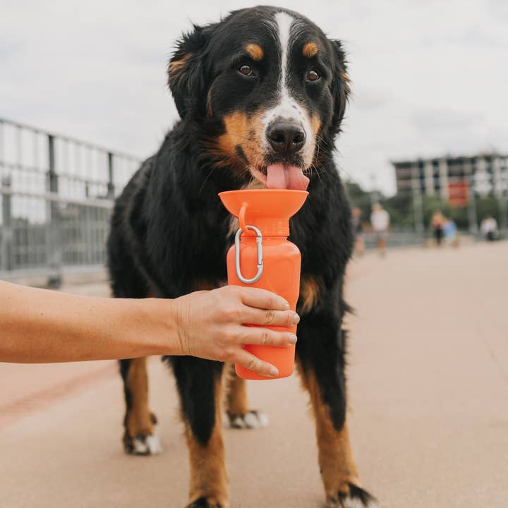 Springland Pets - Wholesale Pet Water Bottle - Dog - Dog Travel Water Bottle - 22oz Classic (12 Pack)1