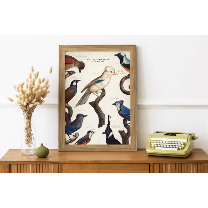 Storia naturale delle ghiandaie • Tavola ornitologica per la vendita all'ingrosso da parte di Maison Chapal