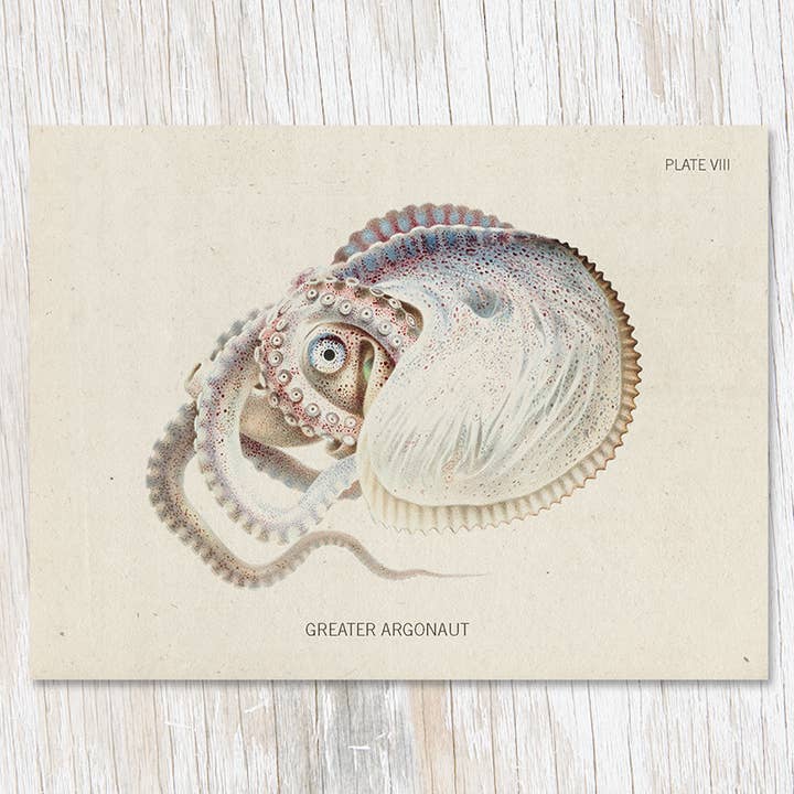 Cognitive Surplus β wholesale Everyday greeting card β Octopus: Argonaut Specimen Greeting Card (Case of 6)