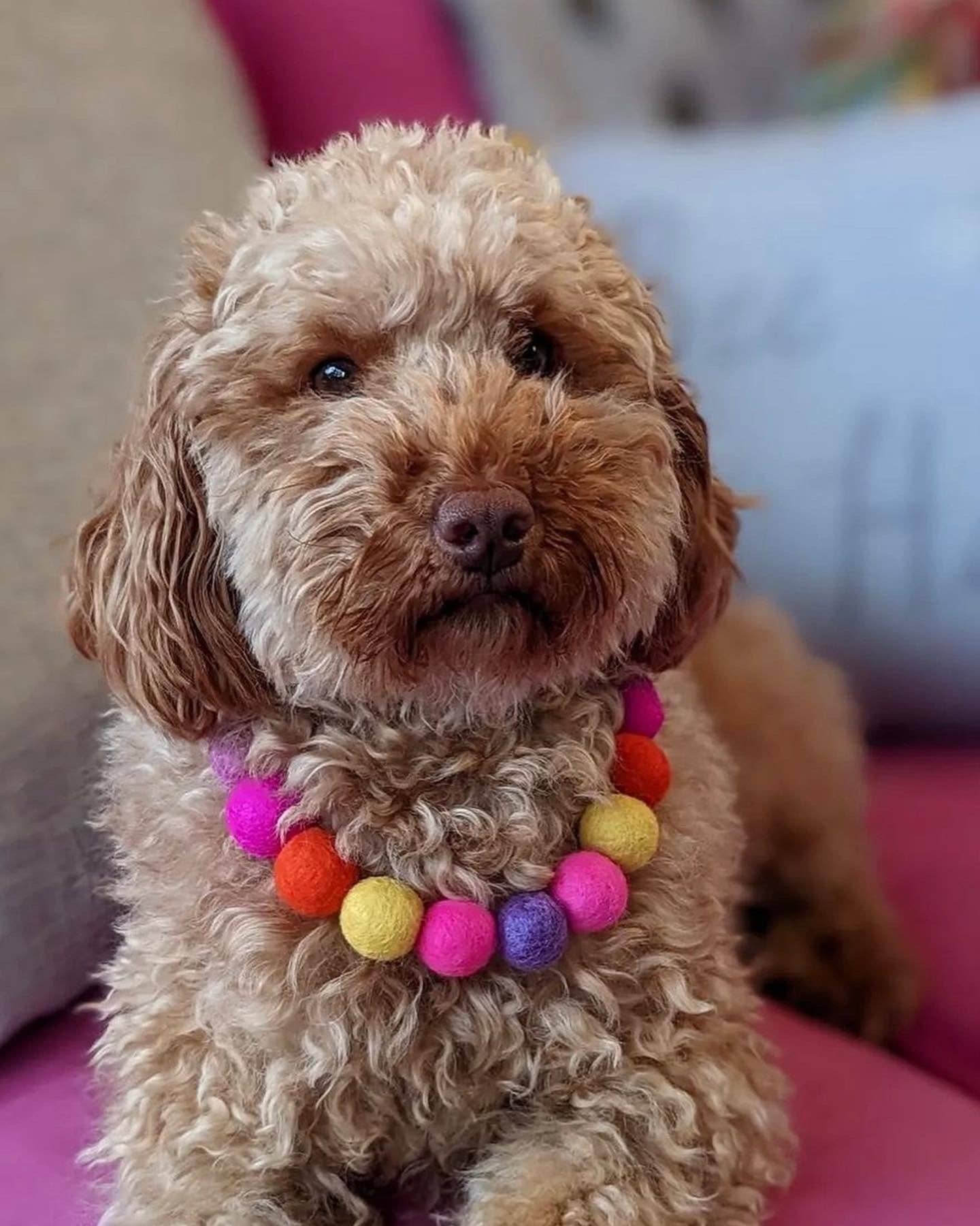 Puppies & Pom Poms - Wholesale Pet Collar - Dog - Pink - Personalised Pom Pom Dog Collar44