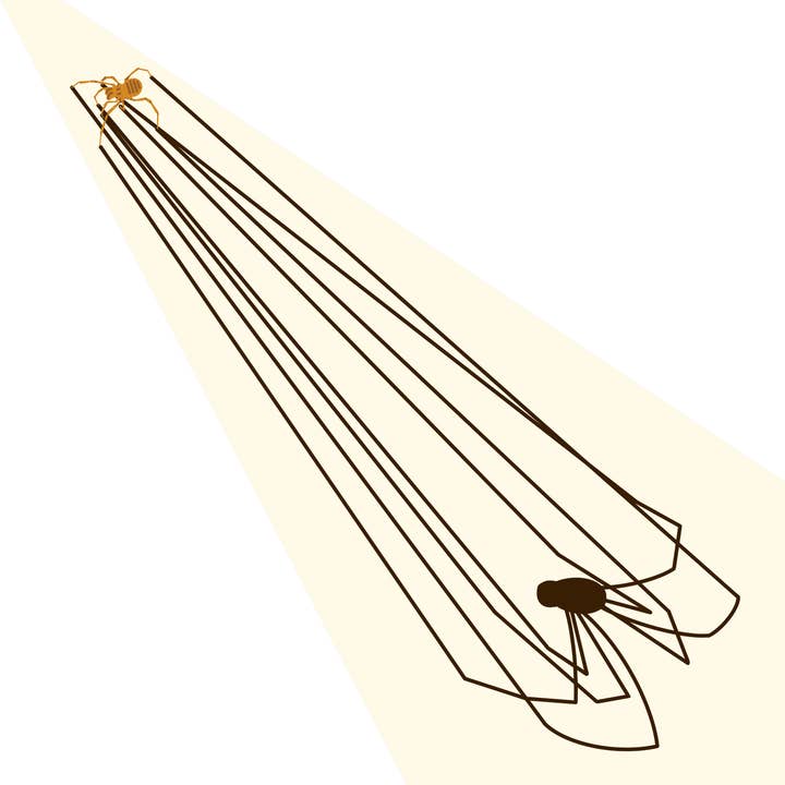 STICKER | Bee Creek Cave Harvestman - Federally Endangered for wholesale by Juliet Whitsett Art
