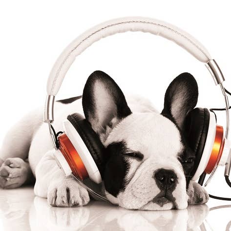 stretcher for wholesale by Bönninghoff