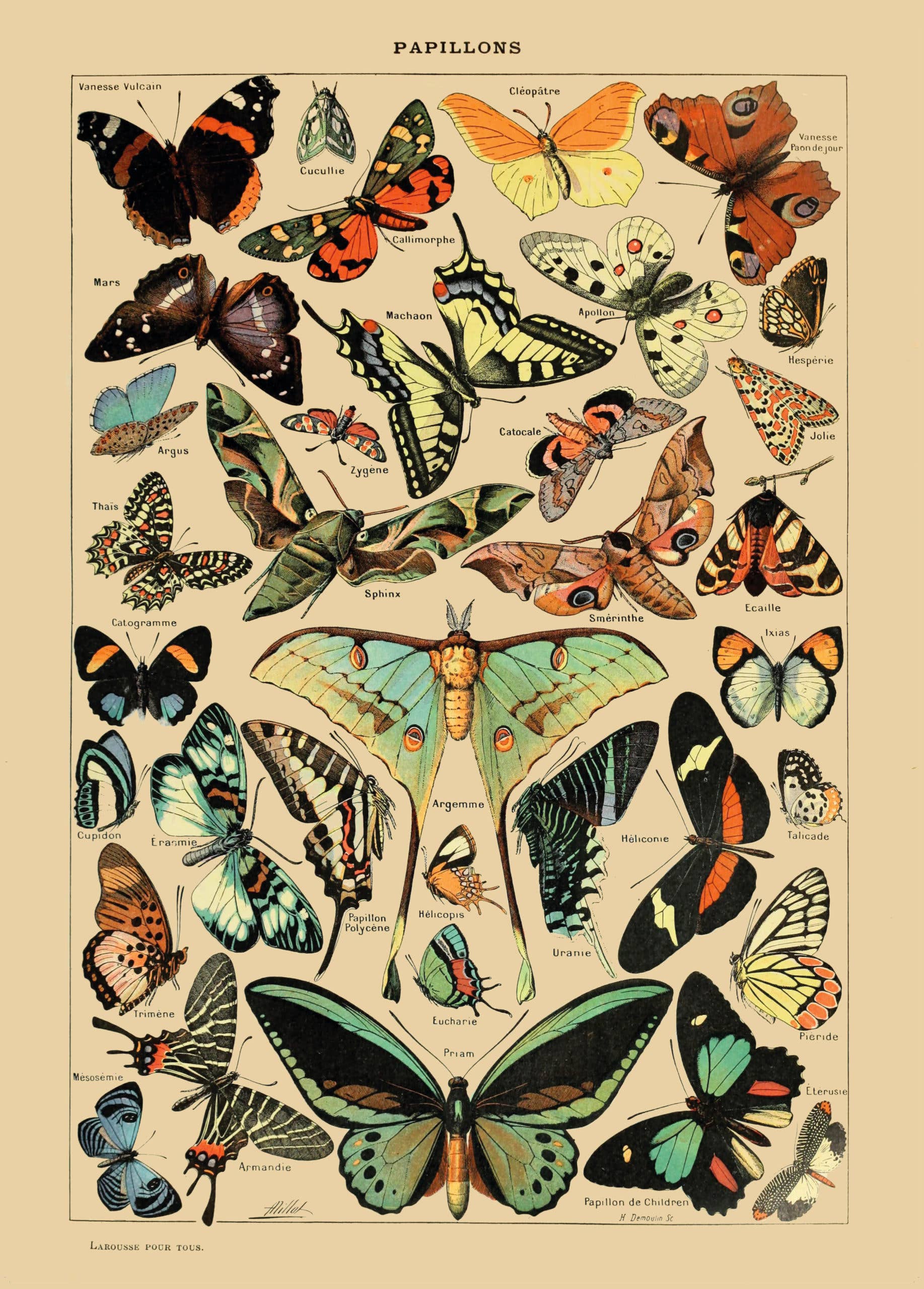 Esque - Wholesale Poster - Vintage Butterflies Poster3