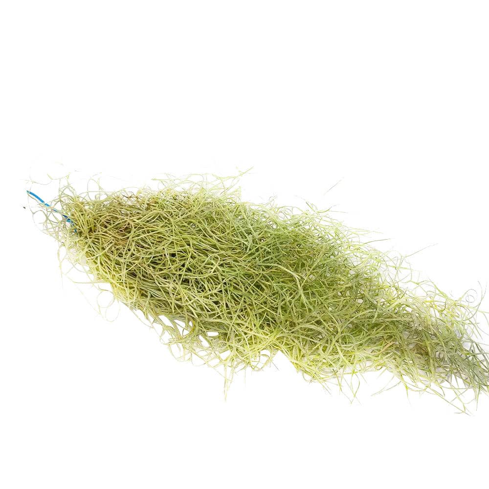 Best Plant Friend - Wholesale Live Plant - Spanish Moss Usneoides Air Plant, Fairy's Hair Live Plant1