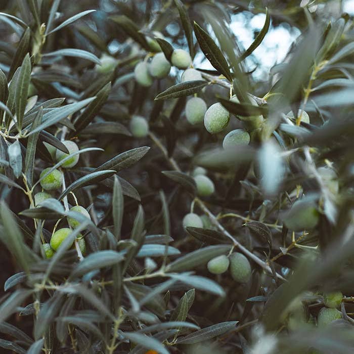 O'relia – Engroshandel Pasta – Pasta Foglie d'Ulivo 500g1