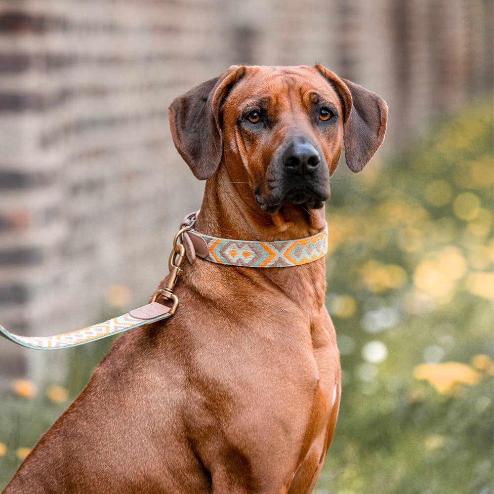 Hey Lana - Wholesale Pet Collar - Dog - Premium padded dog collar1