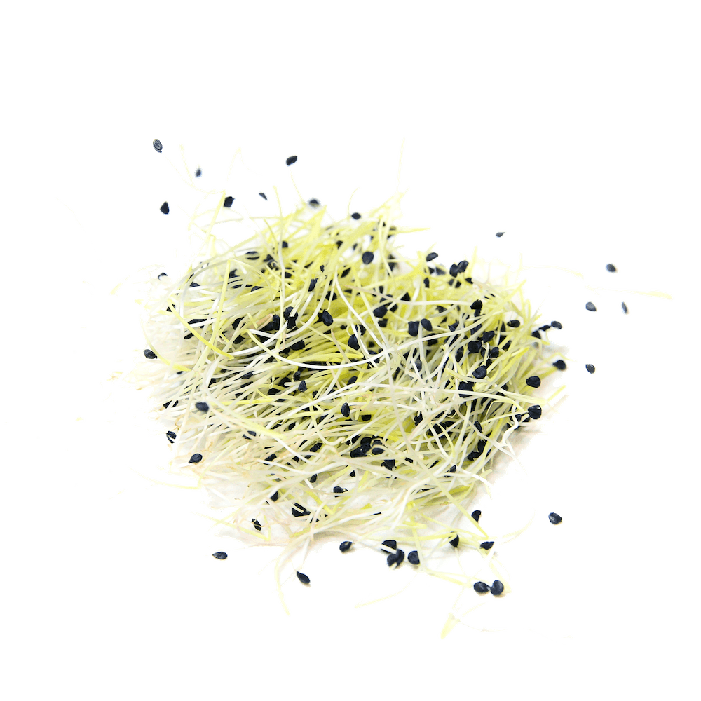 Sproutman – wholesale Plant seeds – Organic Garlic Chive Sprouting Seed3