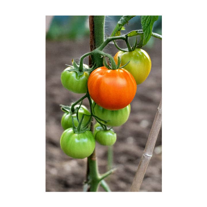 Chive - Wholesale Plant Seeds - 2026 Old German Heirloom Tomato Vegetable Seeds Packet3