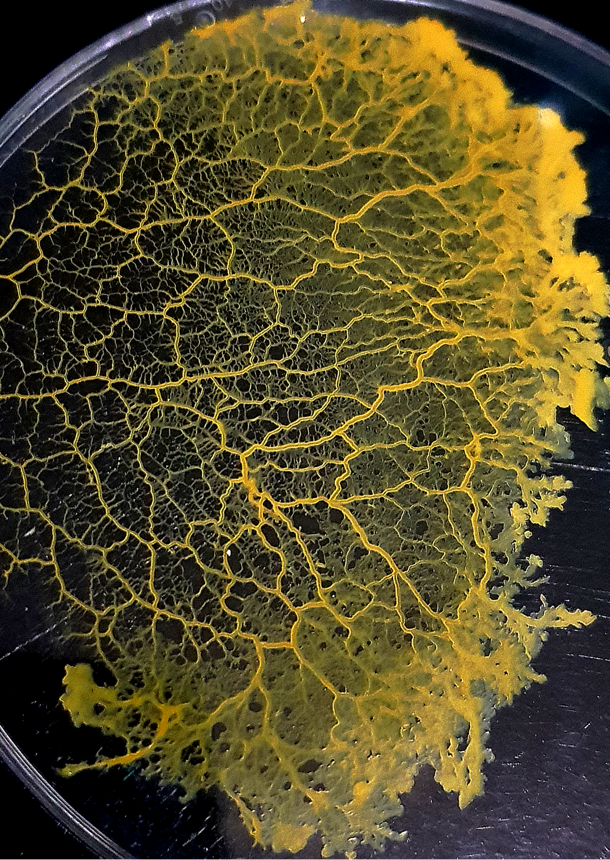 MISTER BLOB – Engroshandel DIY-hobbysæt – Børn – MISTER BLOB opdrætningssæt2