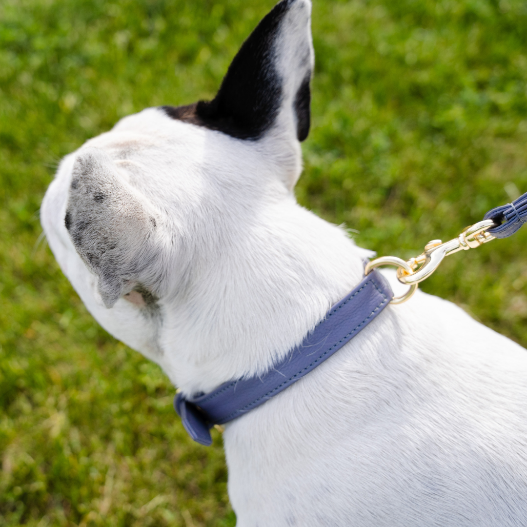 Le Dog Company - Wholesale Pet Leash - Dog - Skinny Leather Leash2