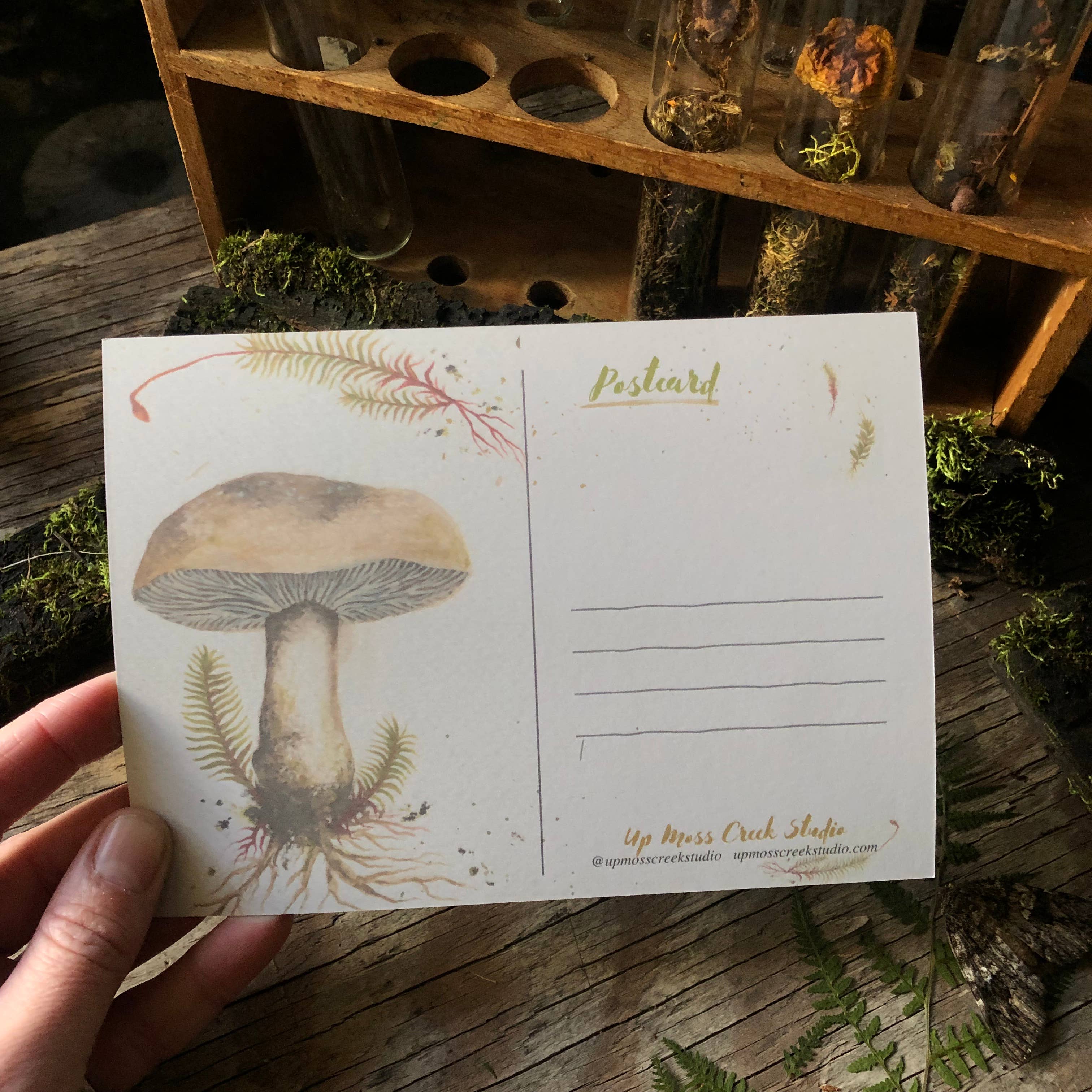 Up Moss Creek Studio - Wholesale Postcard - Morel Postcard 4