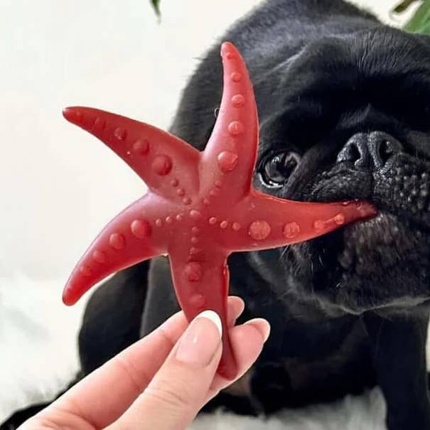 Étoile de mer à la pomme, au brocoli et à la menthe - Friandise naturelle pour chien pour la vente par The Pets Larder