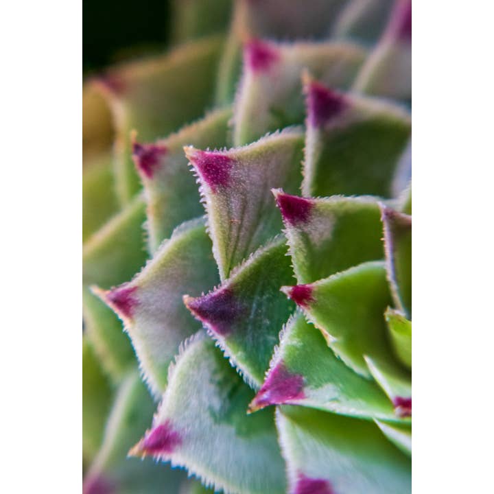 Conversations Among Friends Fine Art Print for wholesale by Christi Kraft Photography