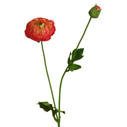 Ranunculus 53 cm salmon x2 for wholesale by Floratexx