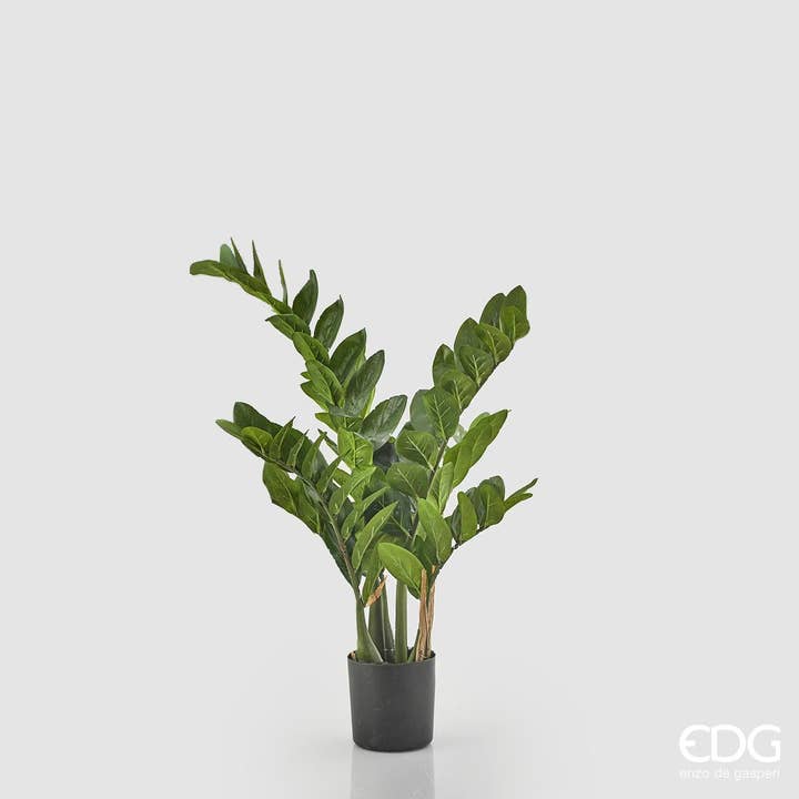 ZAMIFOLIA X7 W/GLAS für den Großhandel von edg