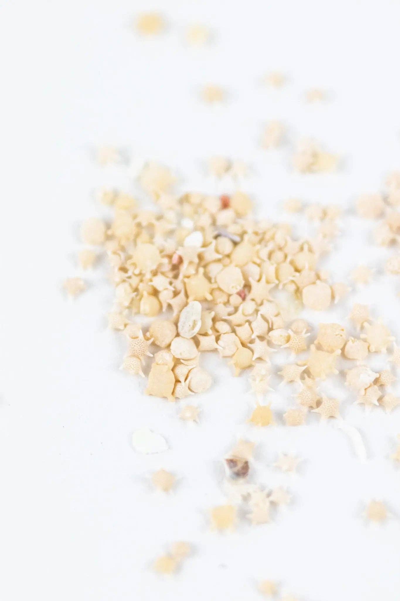 Stemcell Science Shop – wholesale Dekorativt bordsobjekt – Japanskt stjärnsand från Okinawa i rund akrylbehållare4