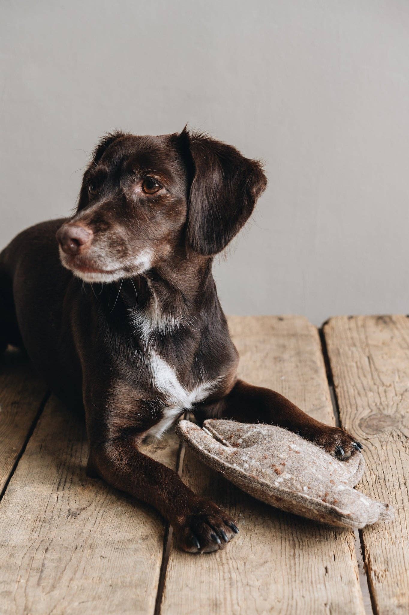 BAND&ROLL – wholesale Leksak - Hund – Enchanted Wool Trio: Miljövänliga hundleksaker8