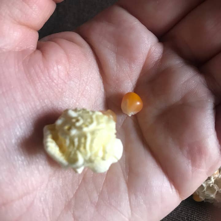 Free Day Popcorn Company - Wholesale Popcorn - Omega Mushroom™, 50 lb bag2