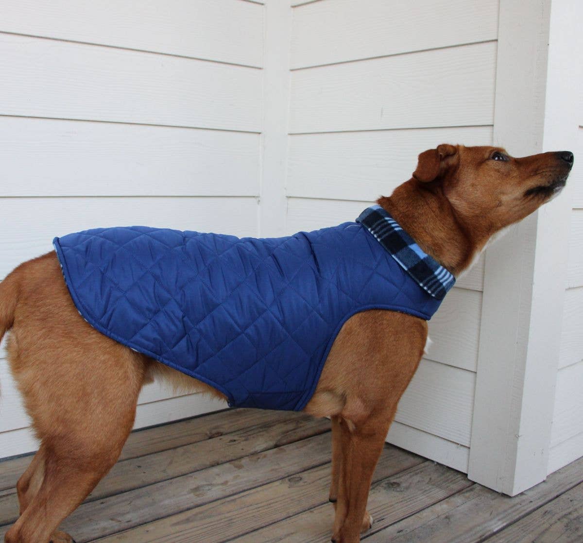 Doggie Design - Wholesale Pet Coat - Dog - Reversible Fleece Lined Puffer Dog Coat - Blue Plaid3