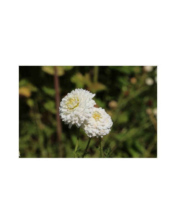 LUEUR DU SUD - Wholesale Facial Serum/Concentrate - CHAMOMILE ABSOLUTE1