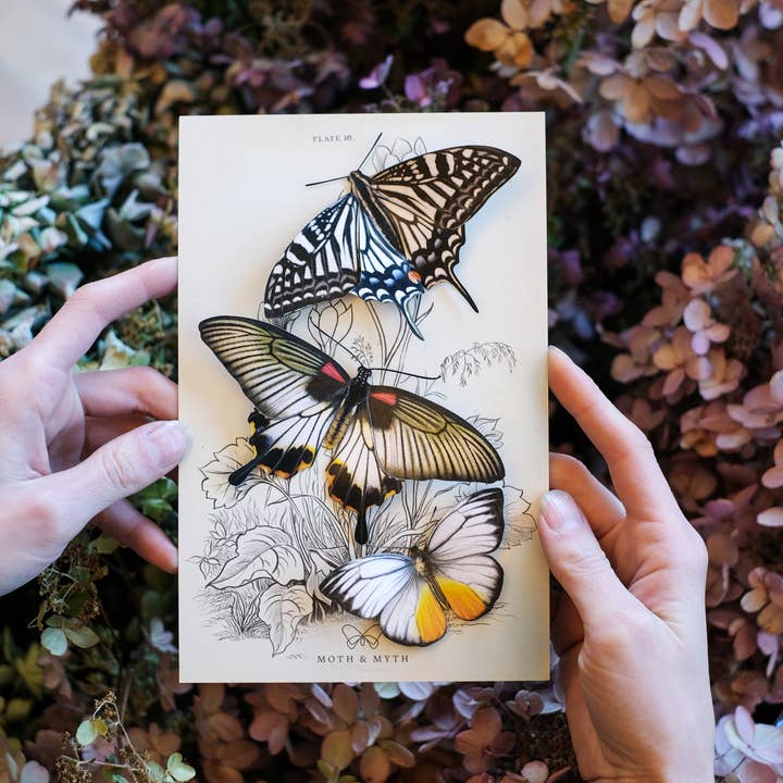 Moth and Myth - Wholesale Craft Supplies - 'Basra' Butterfly 3 piece Set1