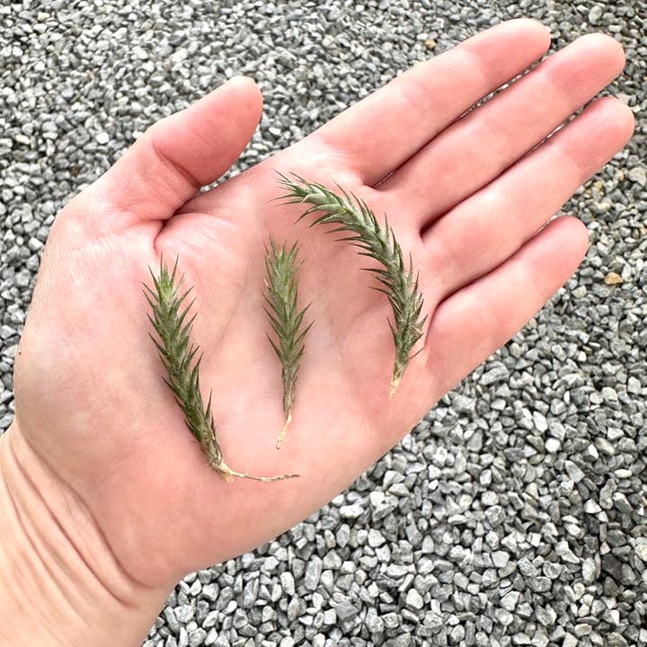 The Artizan Way - Wholesale Live Plant - Tillandsia Tricholepis - Miniature Live Air Plant