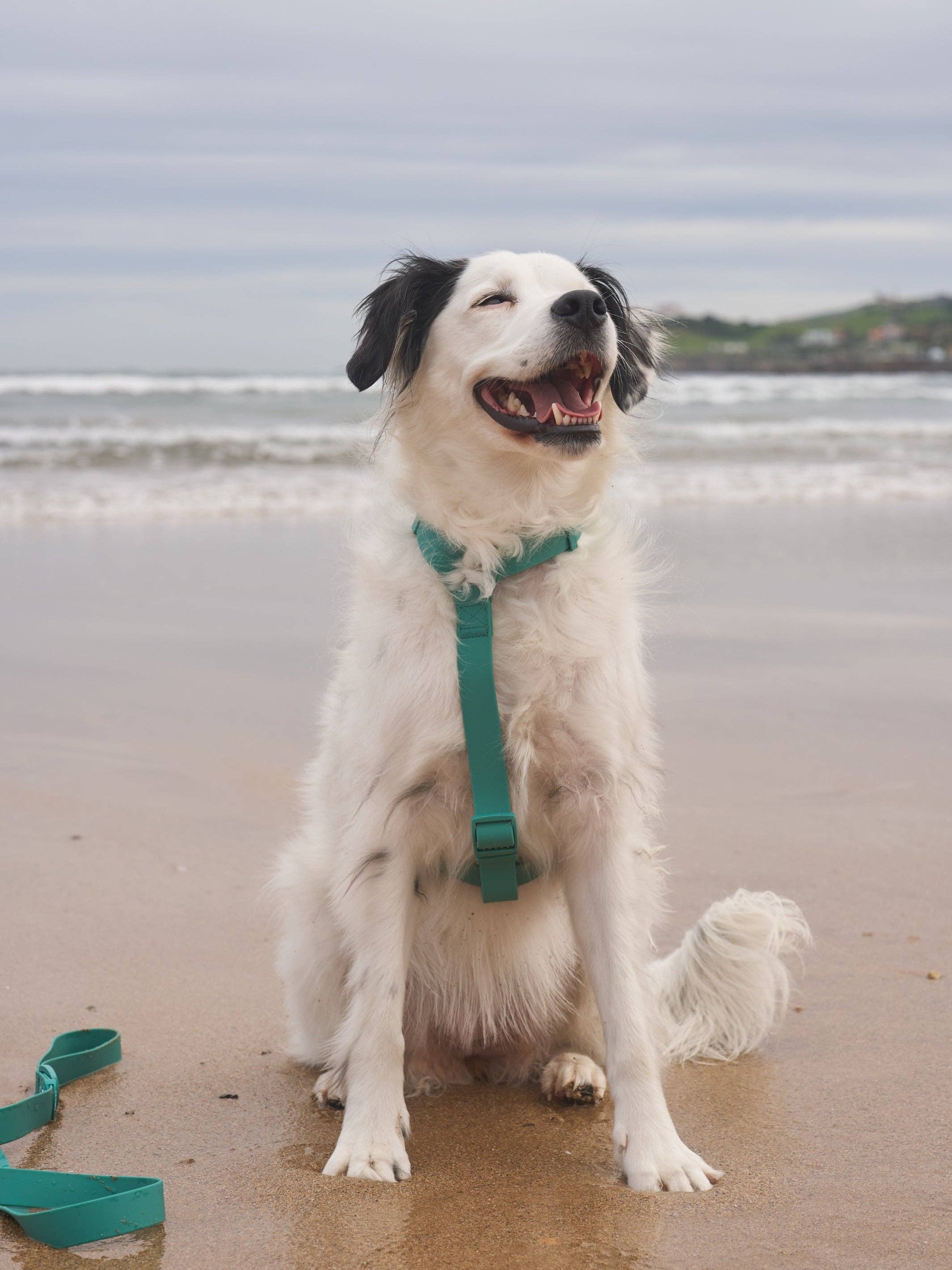 Dukier - Vendita all'ingrosso Pettorina - Cani - Pettorina impermeabile verde per cane5