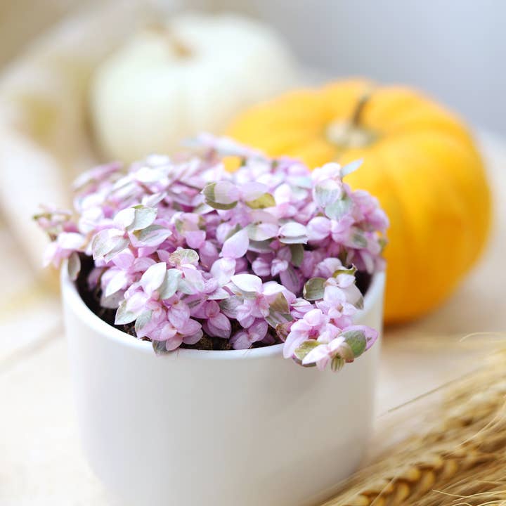 Callisia repens f. variegata 'Pink Lady' Plant 2/4/6 inch and other Purchase Wholesale paillis d'ardoise. Free Returns & Net 60 Terms on Faire trending on Faire.