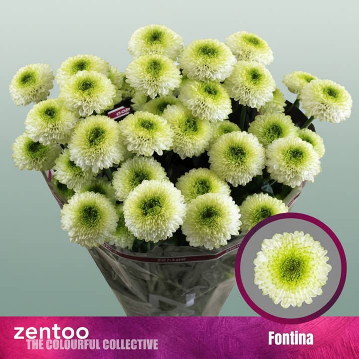 Green Chrysanthemum Spray Fontina for wholesale on Faire