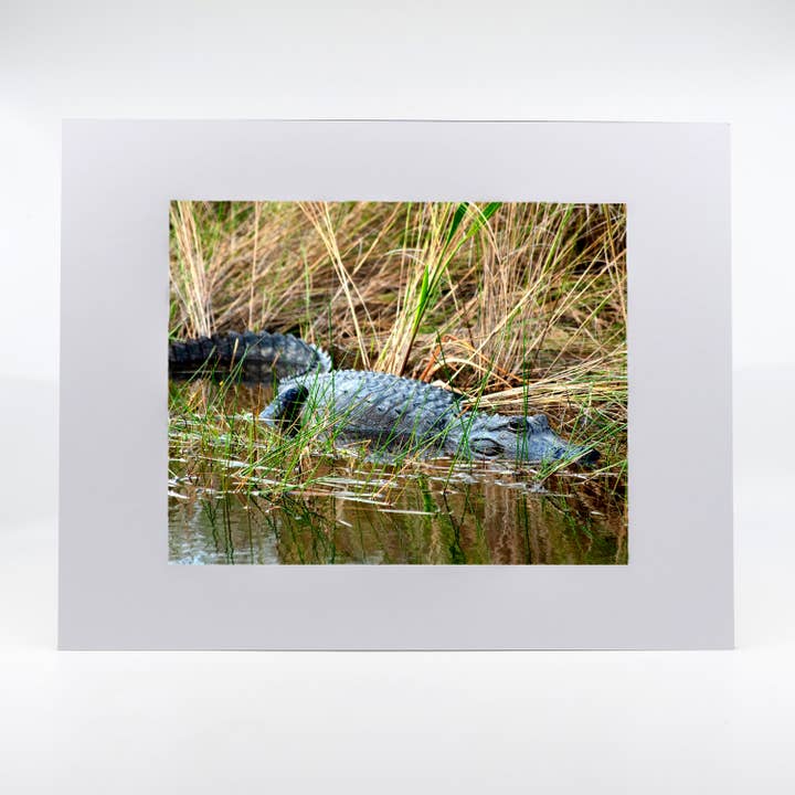 Artwork-Alligator 2 for wholesale by Mike Ring Photography