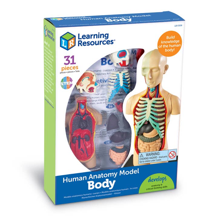 Learning Resources - Wholesale Toy Set - Kids - Human Body Anatomy Model1
