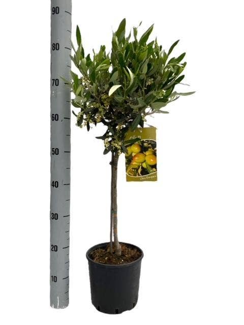 Oasis of Life - Wholesale Live Plant - Olive Tree – Olea Europaea – Indoor & Terrace Plant – Ø19cm – 90cm high – Mediterranean Trunk with Ball Crown – For Indoors & Outdoors