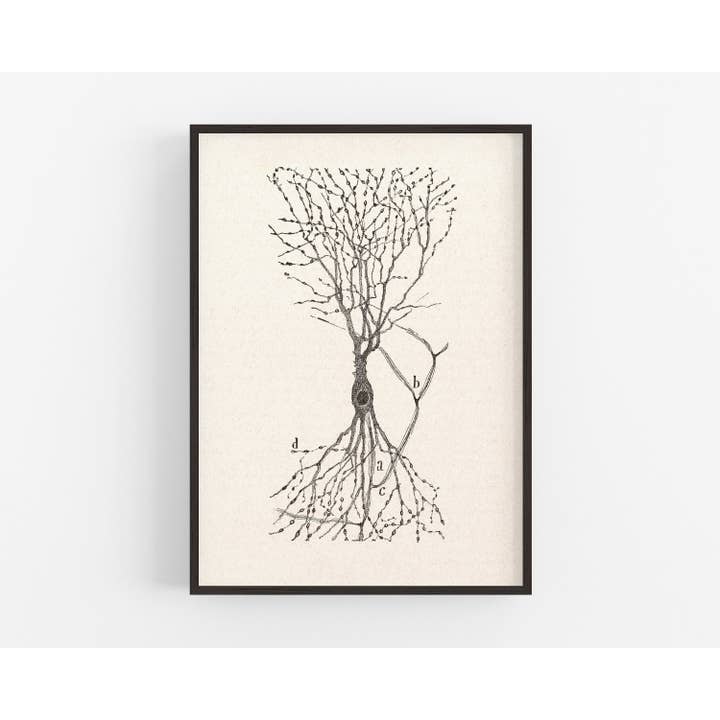 Rock Paper Scissors Wall Art - Vendita all'ingrosso Stampa artistica - Disegno cellulare vintage | Santiago Ramón y Cajal | Cellula di un coniglio | Arte anatomica antica da parete | Neuroscienze e Biologia arte | Artista spagnolo3