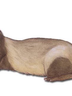 Frettchen-Magnet aus Holz für den Großhandel von Pipsqueak Productions