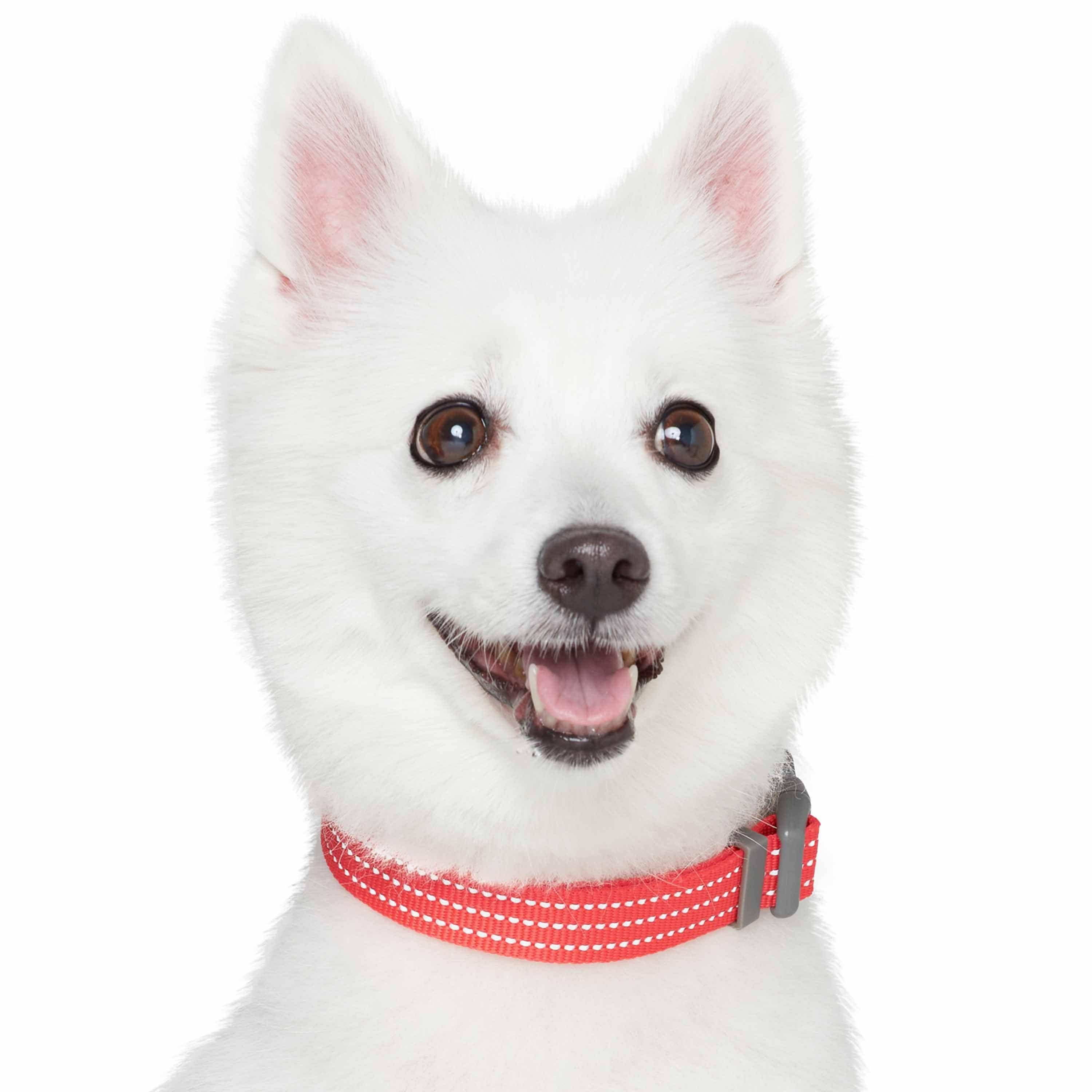 Blueberry Pet - Venta al por mayor Collar - Perros - Collar reflectante para perros Better Basic en 8 colores1