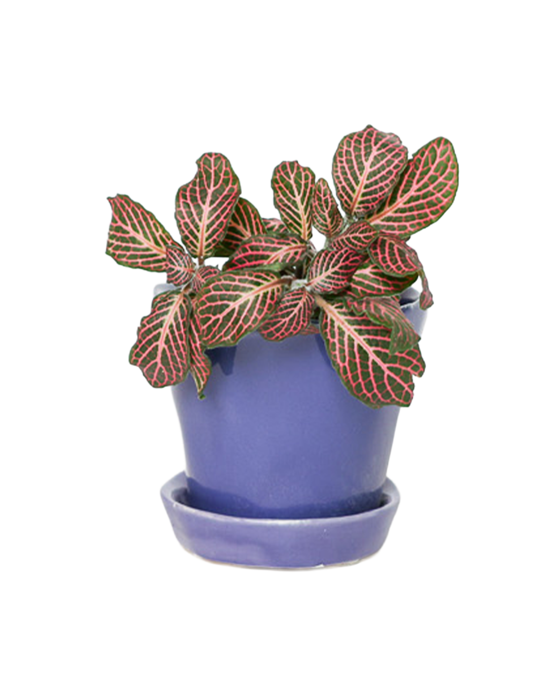 Chive - Wholesale Plant Pot - Tika Ceramic Pots With Saucer And Drainage Hole - 3"30