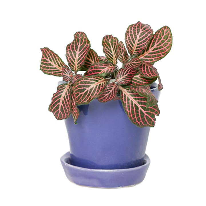 Chive - Wholesale Plant Pot - Tika Ceramic Pots With Saucer And Drainage Hole - 3"30