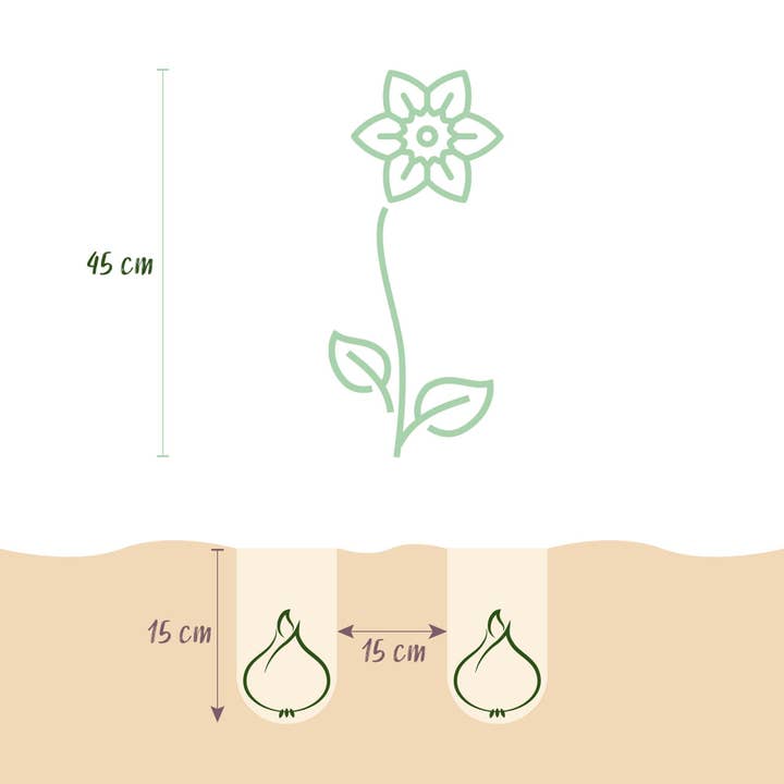 Oasis of Life - Wholesale Live plant - Daffodil Bulbs Yellow â 40 Bulbs â Yellow Blooming Daffodils â Early Blooming Bulbs for Beds, Balcony & Terrace3