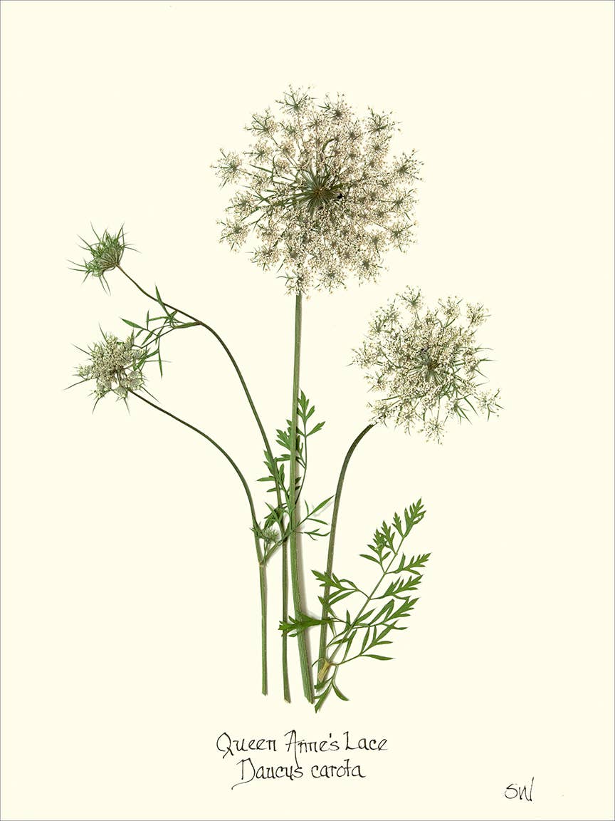 Homegrown Art Co - Wholesale Art Print - Queen Anne's Lace Flower Pressing - Botanical Art Print0