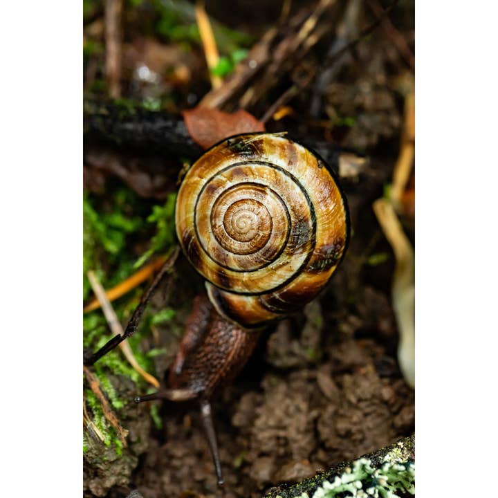 Photography Print "Maze" • Snail, PNW, Critters for wholesale by Andrea Morris Art