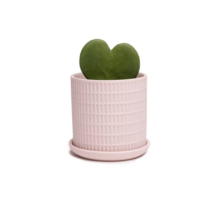 Chive - Wholesale Plant Pot - Virago Planter Pots With Drainage Hole 5 Inch Pot And Saucer82