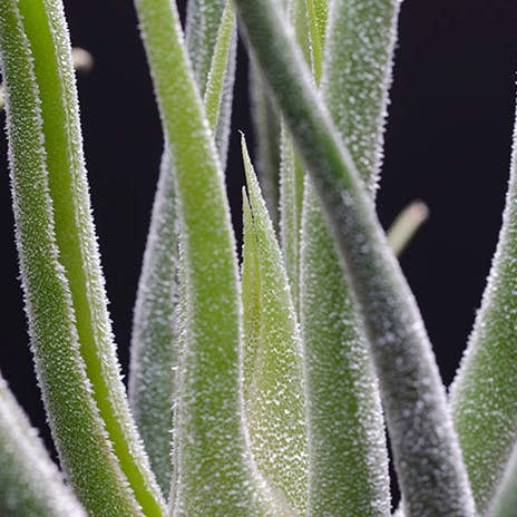 The Artizan Way - Wholesale Live Plant - Tillandsia Pruinosa Colombia - Silver Rare Air Plant