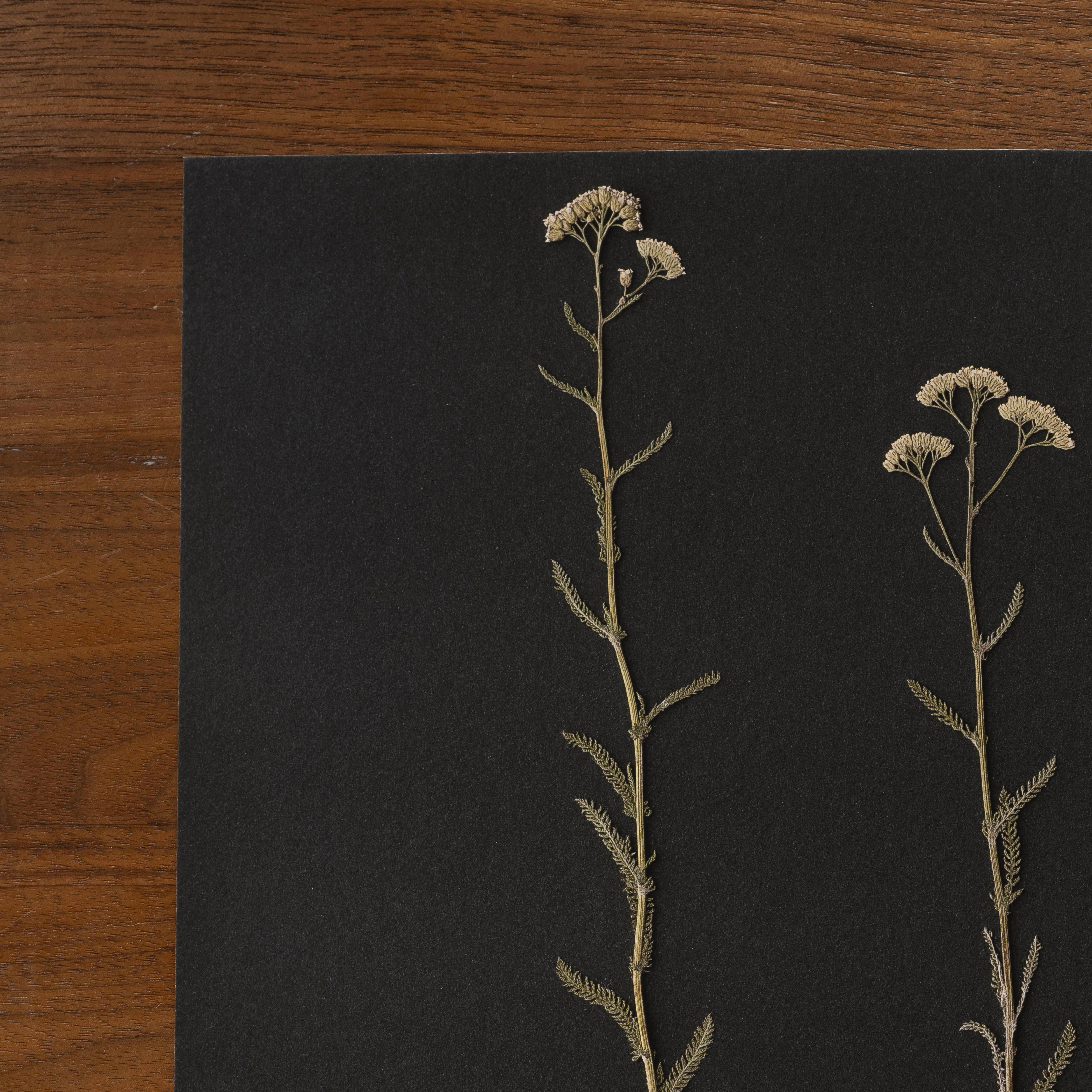 Hope Steinle Pressed Flower Art - Wholesale Art Print - Root Series No. 13