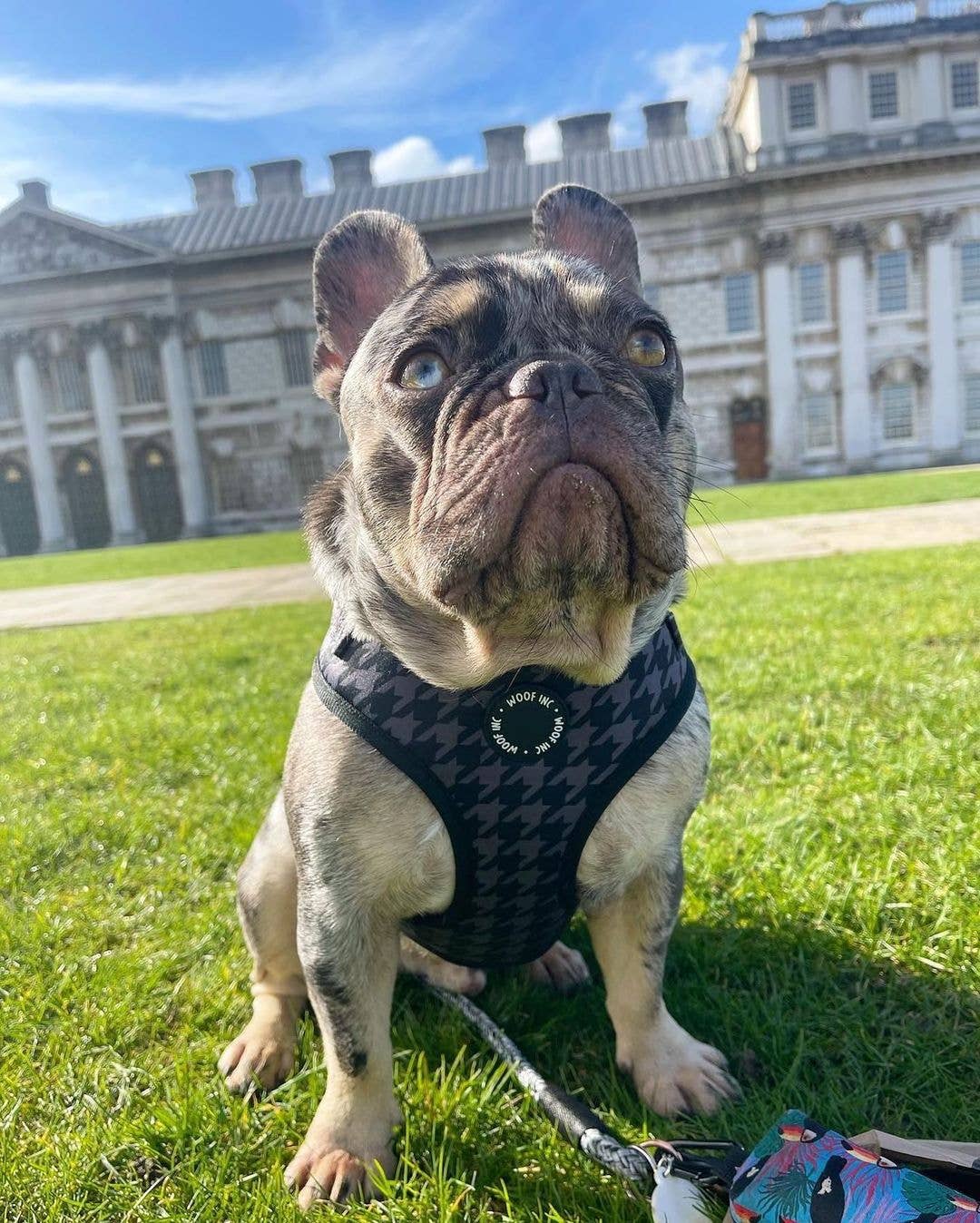 WOOF INC – Großhandel Haustiergeschirr – Hund – Verstellbares Hundegeschirr mit schwarzem Hahnentrittmuster2