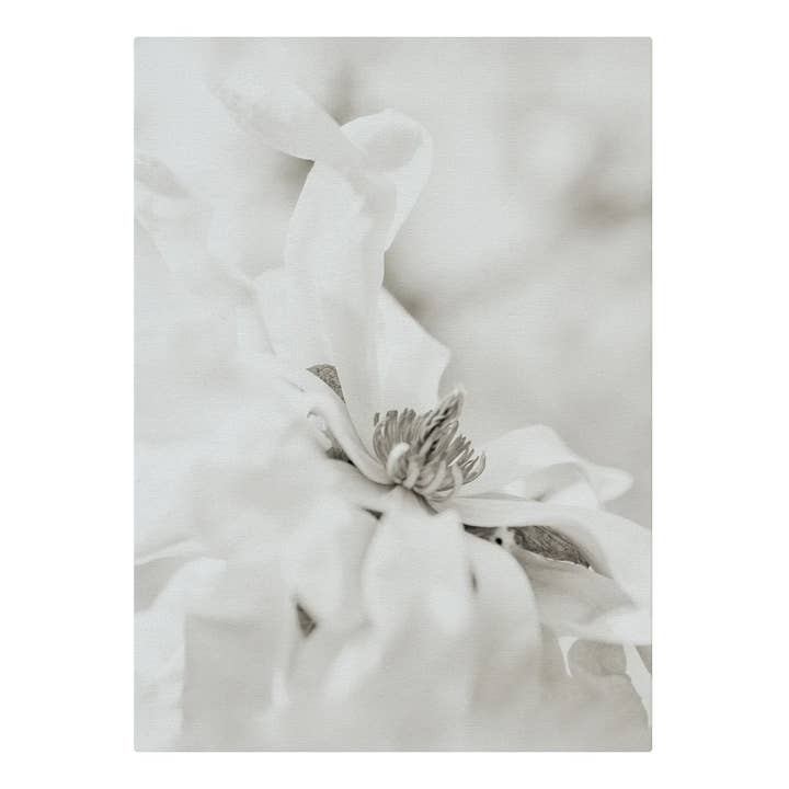 Wispy Magnolia I for engroshandel hos SPLASHWORKS