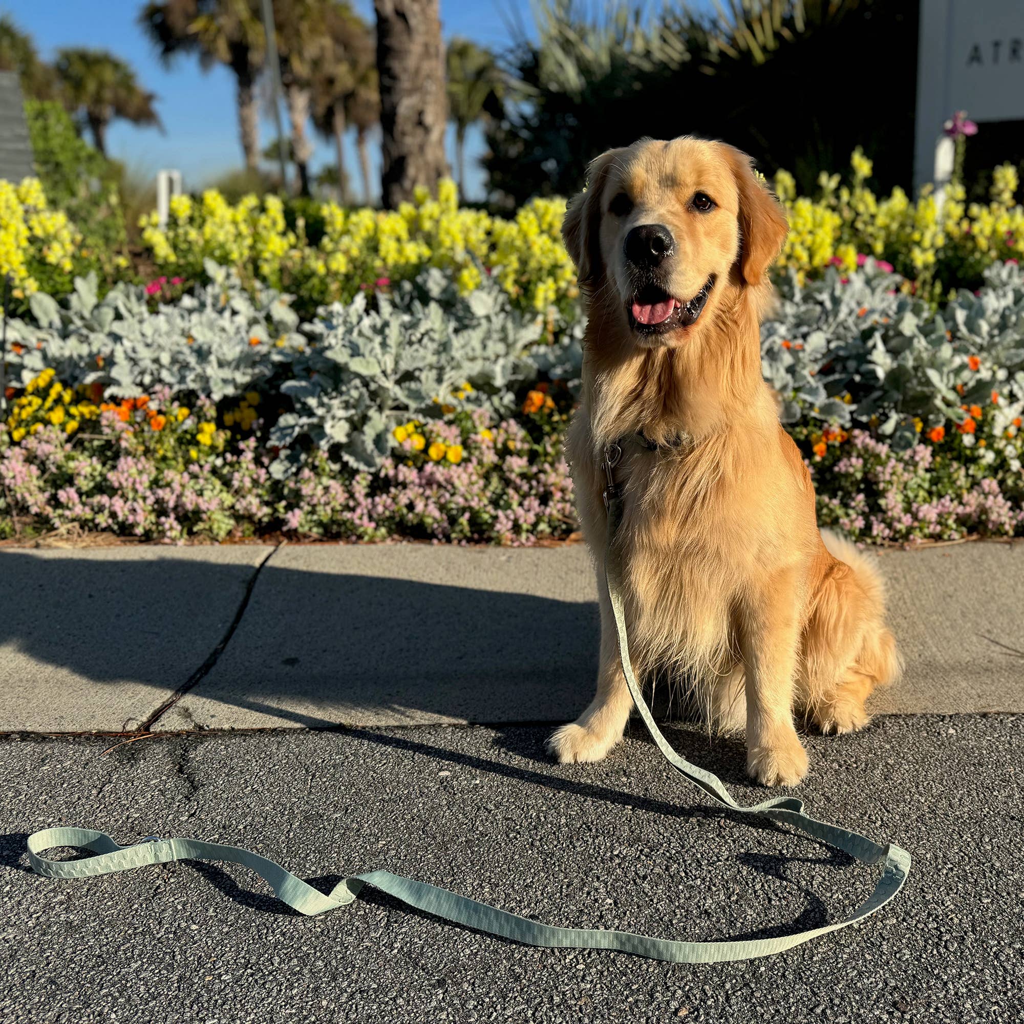 Carolina Pet Company - Wholesale Pet Collar - Dog - Checkered Wave Dog Collar15