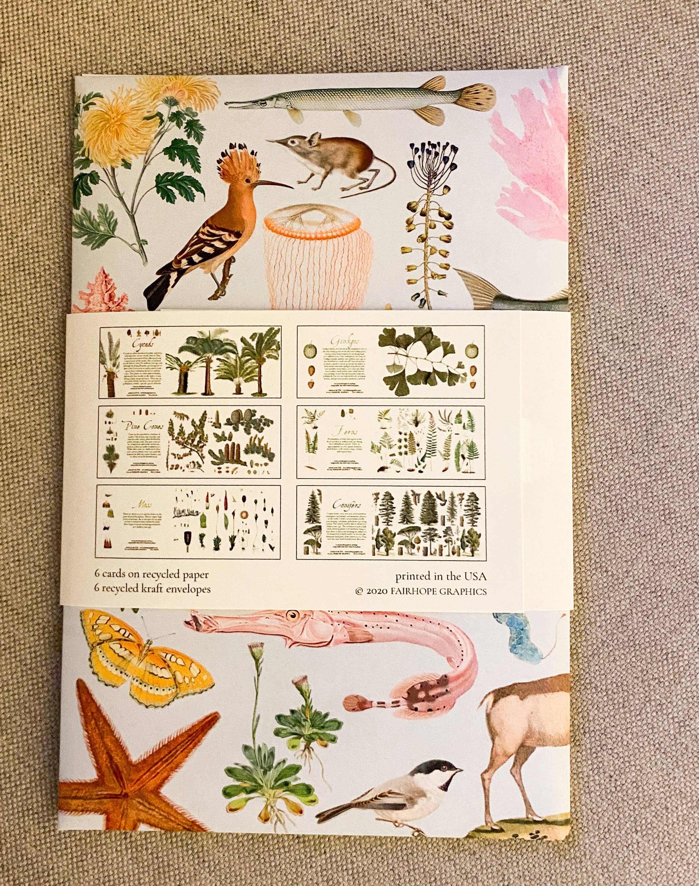 Fairhope Graphics - Wholesale Stationery/Notecard Set - Early Land Plants Card Pack2