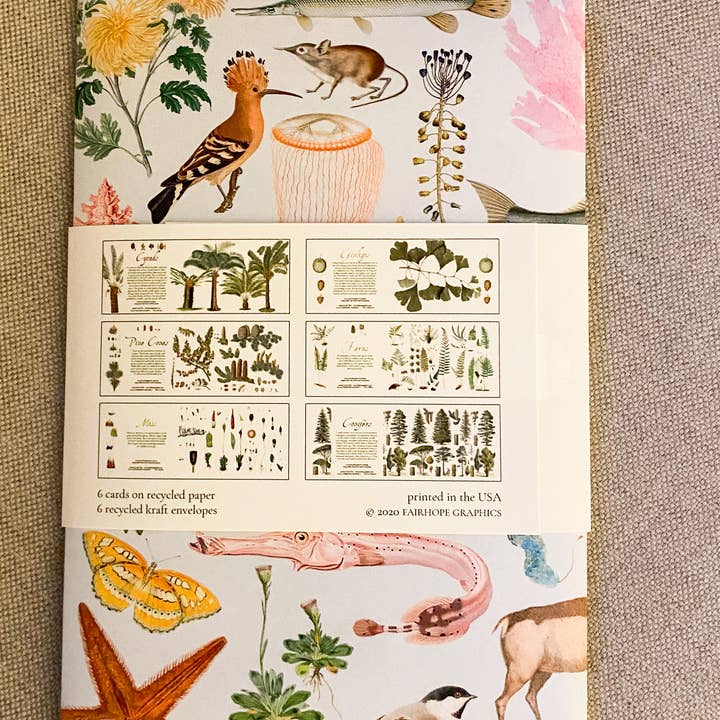 Fairhope Graphics - Wholesale Stationery/Notecard Set - Early Land Plants Card Pack2