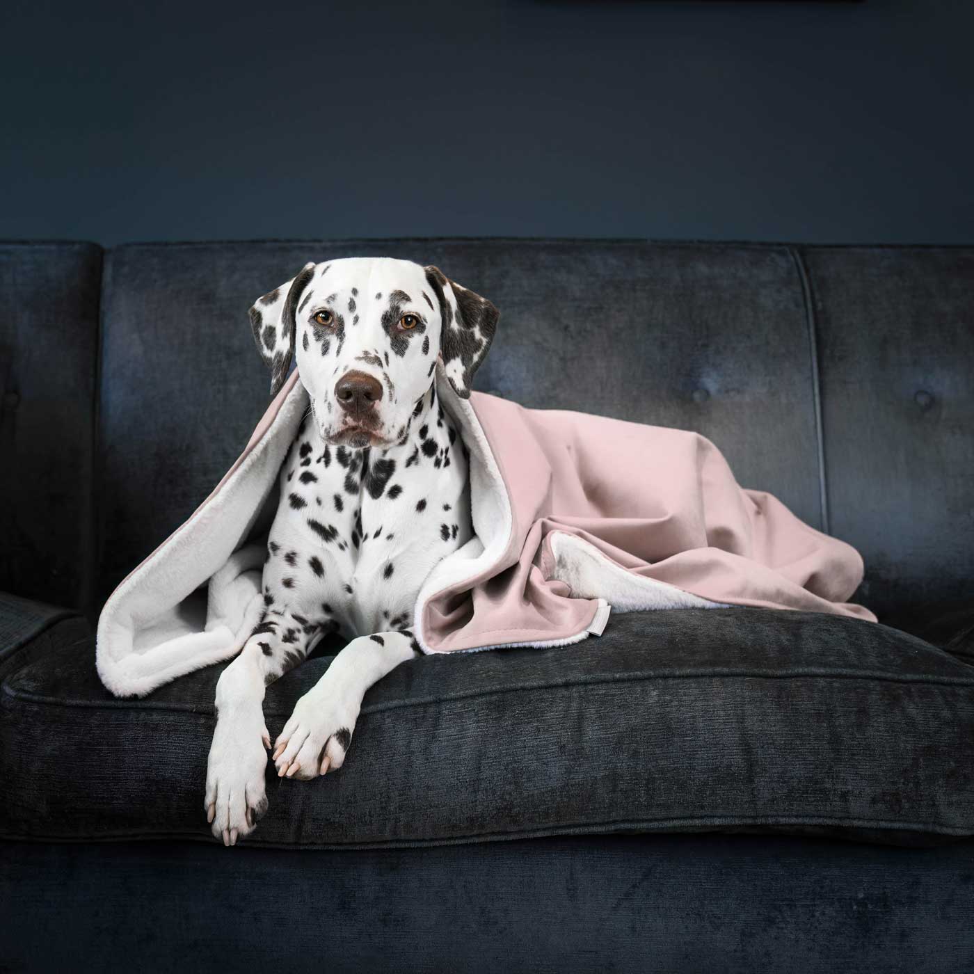 Sammetblomma Hund- och valpfilt i Blossom Velvet för wholesale på Faire1