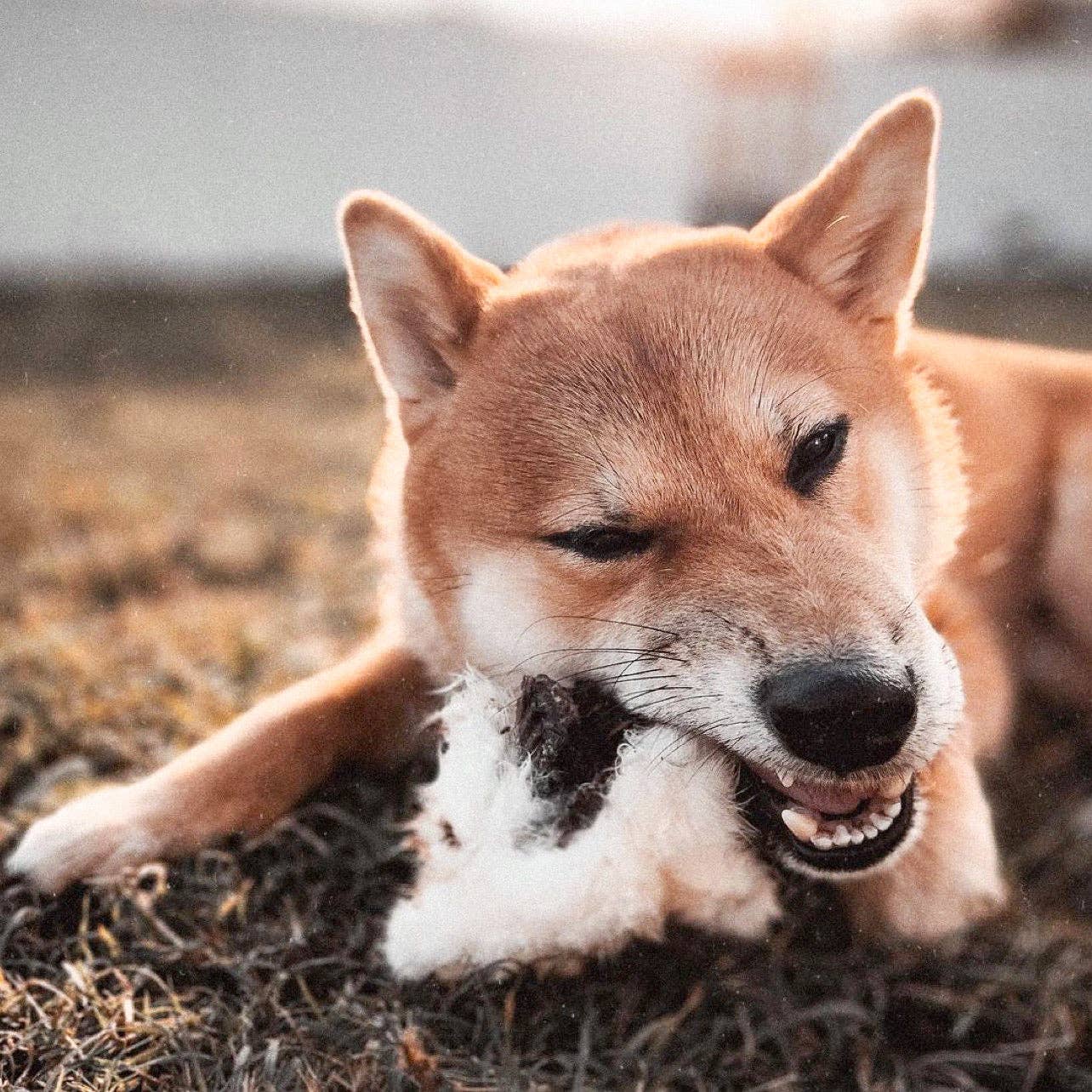 Naked Beasts, Inc. - Wholesale Pet Treats - Dog - Whole Prey Rabbit Fuzzies - Limited Edition6